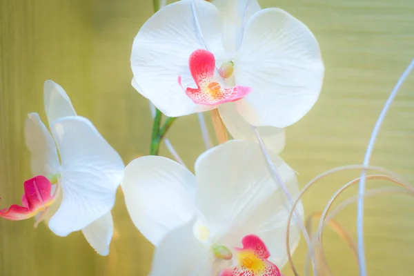 Orchideen lizenzfreie Stockbilder