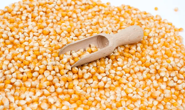 Background from corn grains — Stock Photo, Image