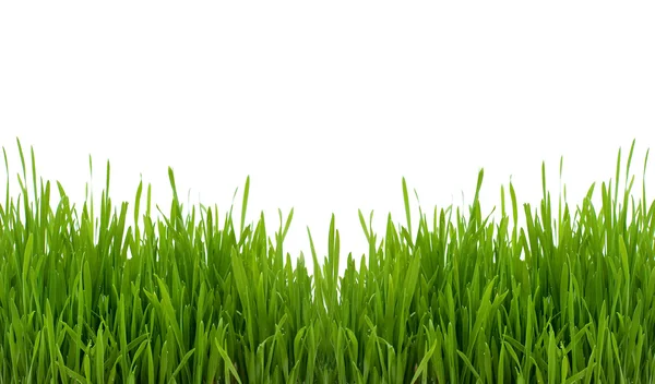 Green grass on a white background — Stock Photo, Image