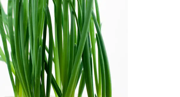 Fresh Green onion — Stock Photo, Image