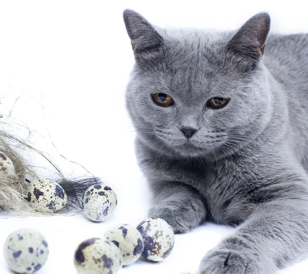 Кот играет с перепелиными яйцами — стоковое фото