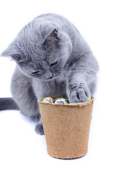 Кот играет с перепелиными яйцами — стоковое фото