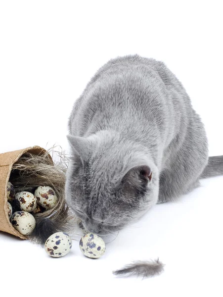 Кот играет с перепелиными яйцами Стоковое Фото