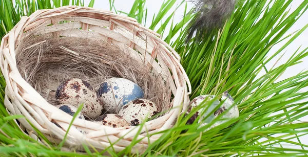 わらのバスケット草にウズラの卵 — ストック写真