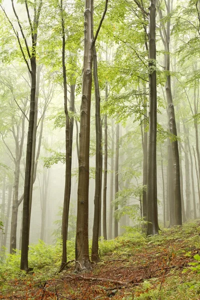 Hêtres dans une forêt d'automne brumeuse — Photo