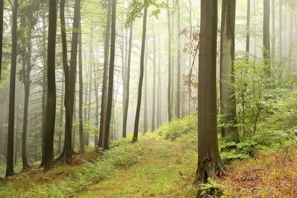 秋天的山毛榉森林通过路径 — 图库照片
