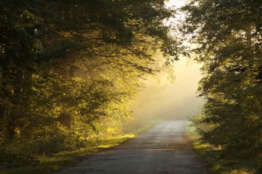 Rural way in misty autumn forest at sunrise clipart