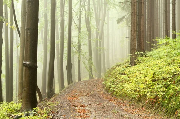Mistige wandelpad in vroege herfst bos — Stockfoto