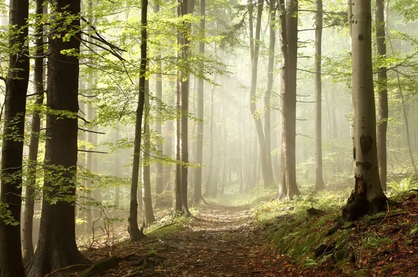 Skogsstigen på dimmiga höst morgon — Stockfoto