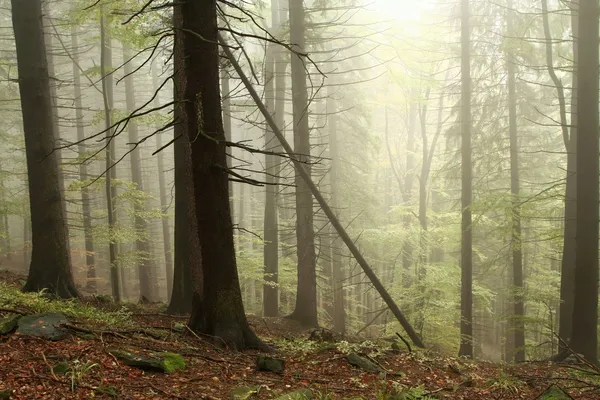 Forêt de conifères d'automne dans le brouillard — Photo