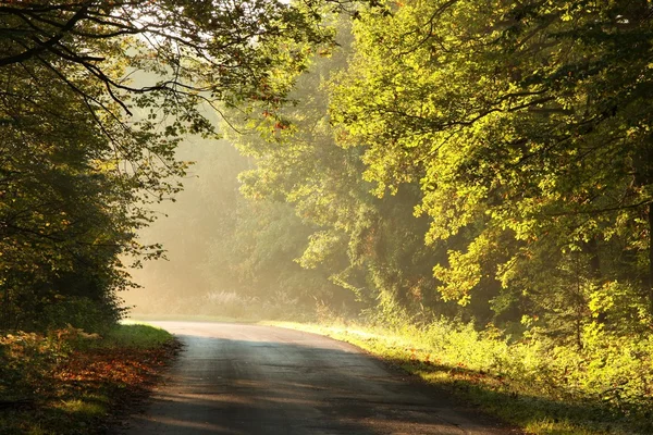 Осенняя дорога в туманном лесу — стоковое фото