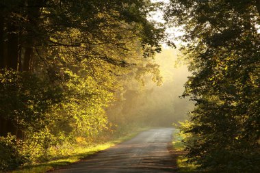 sunrise bir sisli sonbahar ormanda yolunu