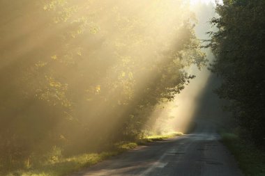 Rural road in misty forest at dawn clipart