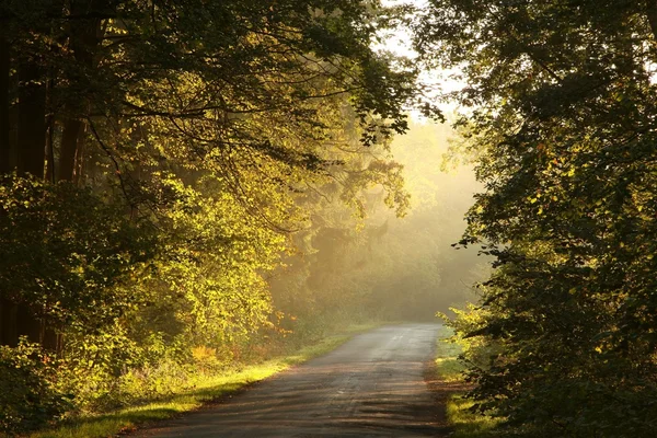 Camino en un bosque nublado de otoño al amanecer — Foto de Stock