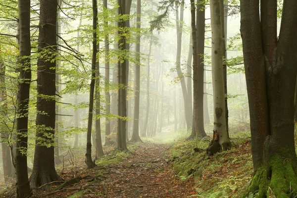Ομιχλώδης διαδρομή στις αρχές φθινοπώρου του δασικού — Φωτογραφία Αρχείου