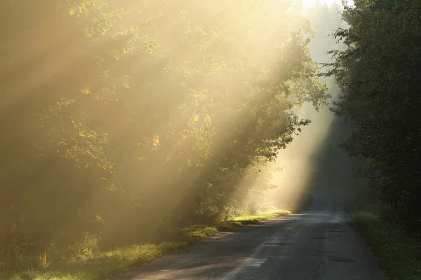 Wiejskiej drodze w Mglisty las świcie — Zdjęcie stockowe
