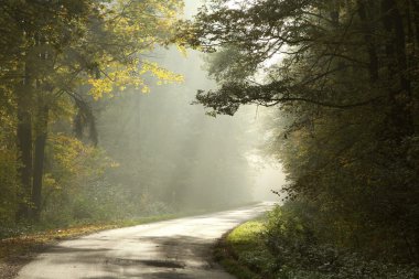 Lane through misty Autumnal forest clipart