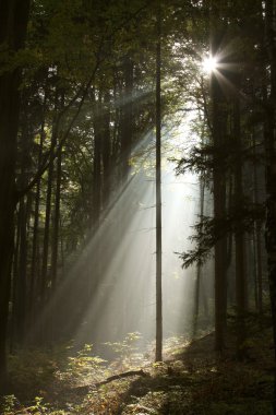 Sunbeams falls into misty forest clipart