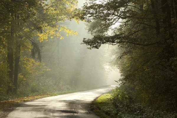 Strada attraverso la nebbiosa foresta autunnale — Foto Stock