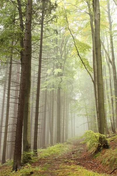 Ścieżka w mglisty jesienny Las — Zdjęcie stockowe