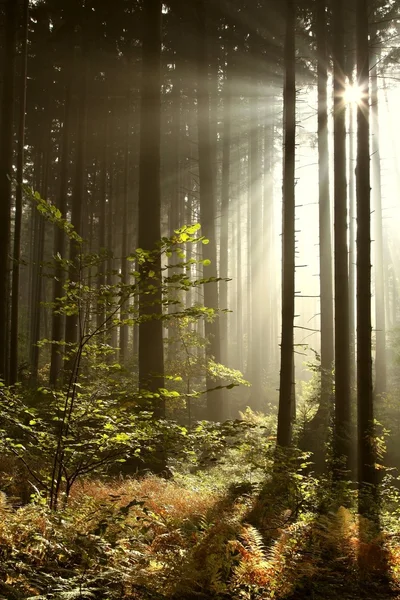 Foresta di conifere all'alba — Foto Stock