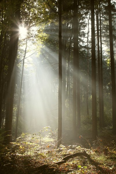 Sunbeams enters the dark coniferous forest on a misty autumn morning. Photo taken in October.
