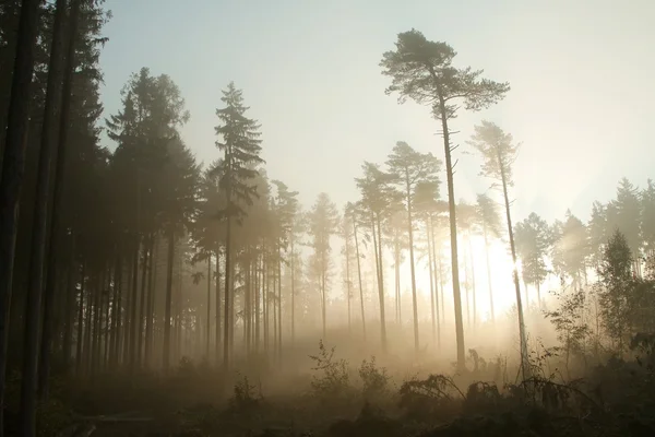 Landschaft aus nebeligen Nadelwäldern — Stockfoto