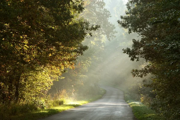 Dimmiga sätt i höst skog på sunrise — Stockfoto