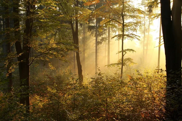 Bøkeskog fra høst ved soloppgang – stockfoto