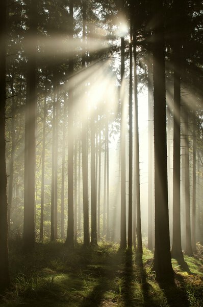 Мистический хвойный лес утром
