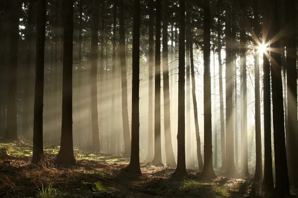 Bosque de coníferas de otoño al amanecer — Foto de Stock