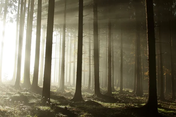 Foggy coniferous forest at dawn — Stock Photo, Image