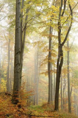 Trail in autumn beech forest clipart