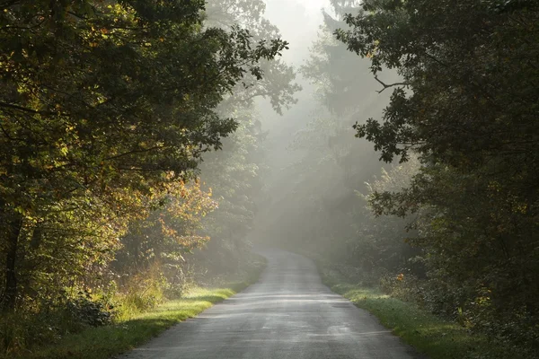 Заміська дорога в туманному лісі на світанку — стокове фото