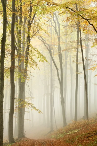 Schilderachtige wandelpad in mistige herfst bos — Stockfoto