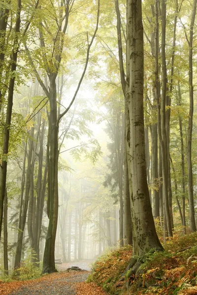 Bergpfad im nebligen Herbstwald — Stockfoto