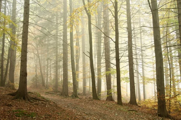 Ścieżka w mglistym lesie jesiennym — Zdjęcie stockowe
