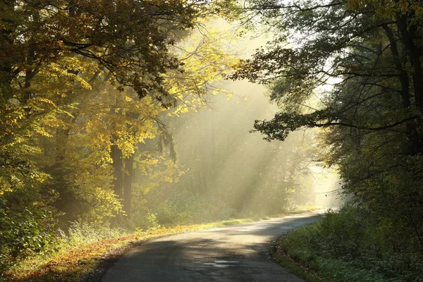 Autumn forest road at sunrise — Zdjęcie stockowe