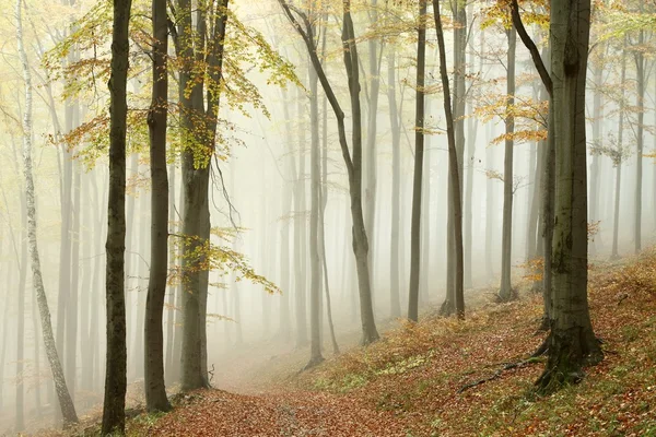 Mlhavý podzimní bukový les — Stock fotografie