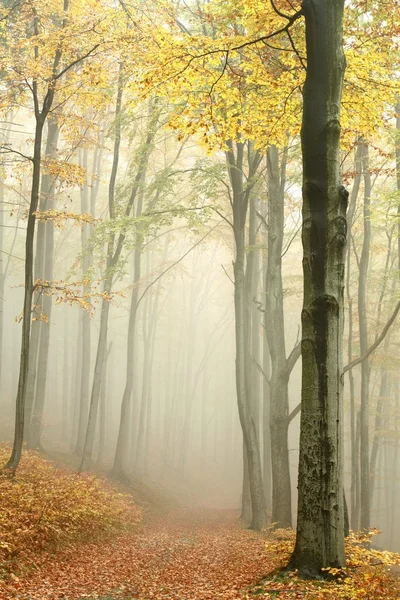 Cesta v mlhavé podzimní Les — Stock fotografie
