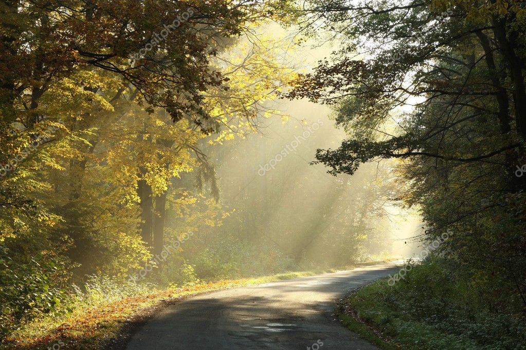 Autumn forest road at sunrise — Stock Photo © nature78 #4064713