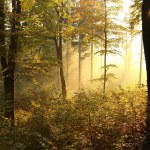 Autumn forest — Stock Photo © nature78 #1868177
