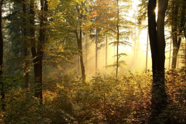 Picturesque autumn forest at dawn