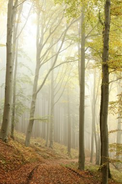 Path in misty autumn forest clipart