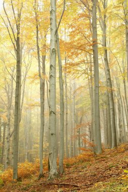 Scenic autumn beech forest in the fog clipart