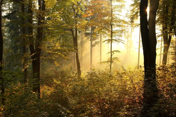 Pintoresco bosque otoñal al amanecer — Foto de Stock