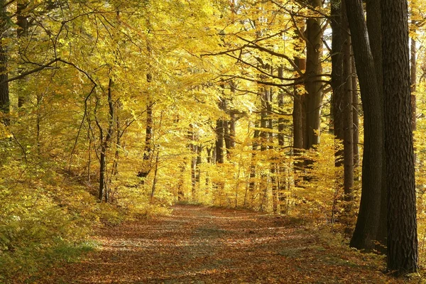 Camino en el hermoso bosque de otoño — Foto de Stock