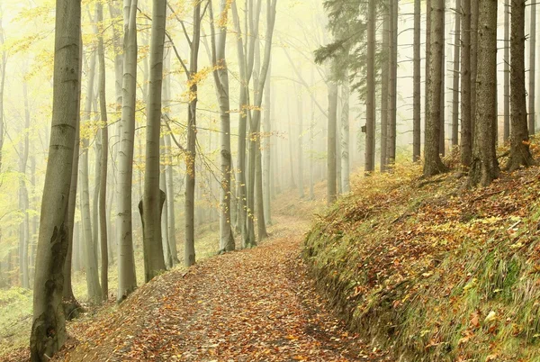 Trilha na floresta nebulosa de outono — Fotografia de Stock