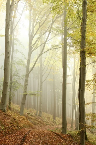 Διαδρομή στην ομιχλώδη φθινόπωρο δάσος — Φωτογραφία Αρχείου
