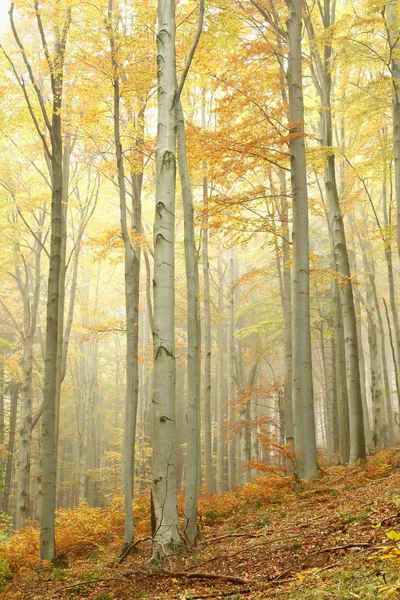Schilderachtige herfst beukenbos in de mist — Stockfoto
